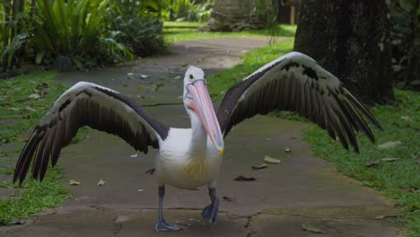 Ein-Pelikan-In-Einem-üppigen,-Grünen-Park,-Während-Der-Vogel-Seine-Flügel-Ausbreitet-Und-Gerade-Losfliegt