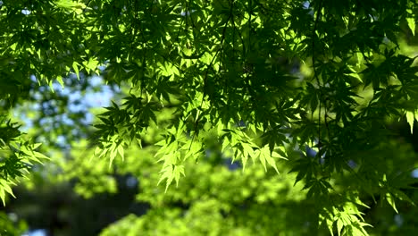 Wunderschön-Schattiger-Grüner-Baum,-Der-Langsam-Vor-Grünem-Hintergrund-Weht