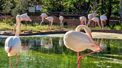 Flamingos-by-the-Water-in-Captive-Habitat-in-a-Zoo