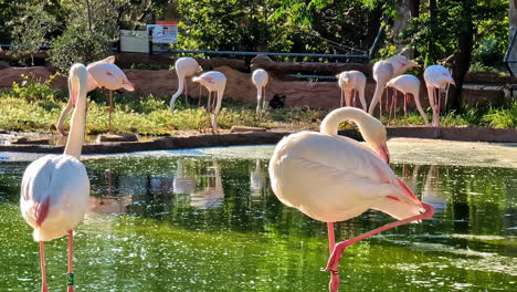 Flamencos-Junto-Al-Agua-En-Hábitat-Cautivo-En-Un-Zoológico