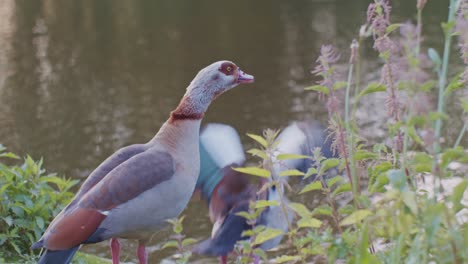 Egyptian-geese-birds-animals-in-natural-environment-wiildlife-cinematic-style-near-the-water-river