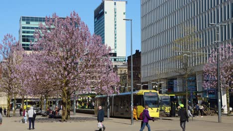 City-life-in-Manchester-with-tram,-people-and-blooming-trees-in-early-spring,-static-view