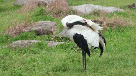 Large-East-Asian-Red-crowned-Crane-Grooming-While-Standing-On-A-Grass