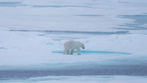 Lonesome-Polar-Bear-Walking-on-Ice-on-Misty-Day-Looking-For-Prey,-Slow-Motion