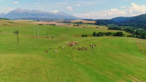 Aerial-view-of-"Krivan"-mountain---symbol-of-Slovak-republic-with-cows-in-a-herd-on-a-green-agriculture-pasture-during-sunny-summer-day