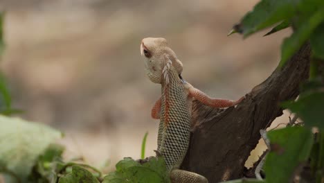 Indian-Garden-lizard-looking-closeup-view