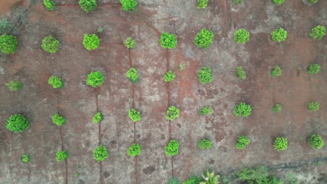 Árboles-De-Mango-En-La-Granja-Callejón-De-árboles-De-Mango-Jardín-Frutal-India-Maharashtra