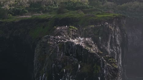 Sea-birds-on-cliff-by-North-Shore-of-Maui,-Hawaii,-scenic-aerial-pan