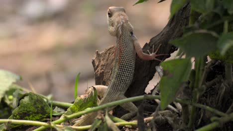 Lagarto-De-Jardín-Indio-Mirando-Detrás-Del-árbol