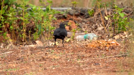 Crow-flying-and-sitting-on-tree