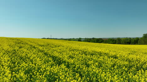A-sweeping-aerial-view-of-a-rapeseed-field-under-a-clear-blue-sky