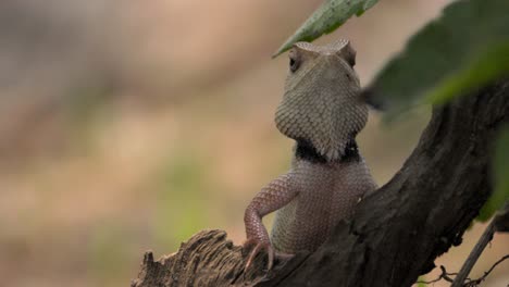 Indian-Garden-lizard-looking-closeup-view