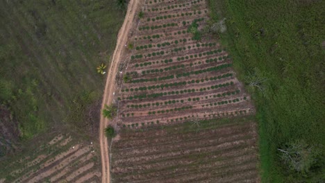 Drone-flying-over-vegetation-and-dirt-road