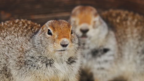 Couple-Of-Arctic-Ground-Squirrels-In-Yukon,-Canada---Close-Up