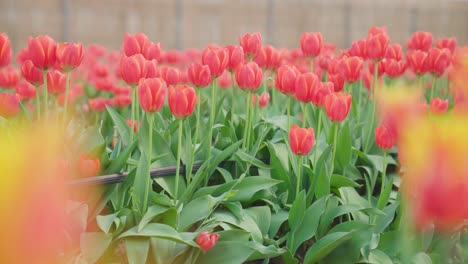 Tulipanes-Rojos-En-Un-Campo-De-Tulipanes,-Fondo-Borroso