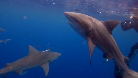 Bullenhai-Wird-Von-Schwimmer-Gefüttert-Und-Dreht-Sich-Schnell