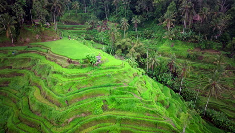 Luftumlaufbahn-Um-Die-Reisterrassen-Von-Ubud-Bali-Am-Hang-Gebaut