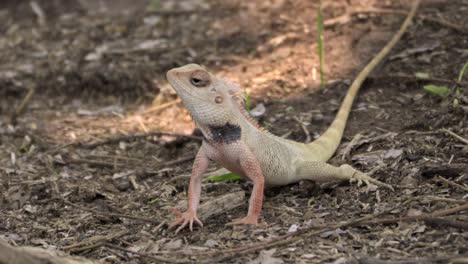 Indian-Garden-lizard-on-ground