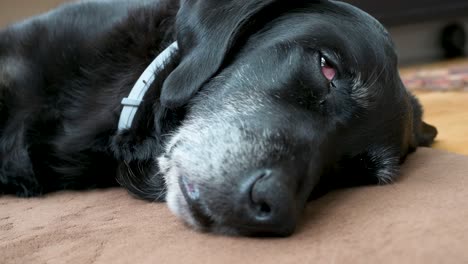 Ein-Schläfriger-Schwarzer-Hund-Liegt-Auf-Dem-Boden-Eines-Hauses