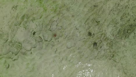 Schildkröten-Schwimmen-Im-Kristallklaren-Wasser-Des-Nylon-Pools,-Tobago-In-Der-Karibik,-Luftaufnahme