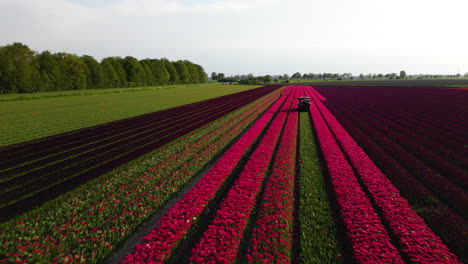 Iconic-blooming-flower-fields-of-Netherlands,-aerial-drone-view