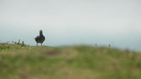 Wandernder-Tattler-Oder-Ulili-Vogel-Steckt-Sein-Territorium-Ab,-Während-Er-Entlang-Eines-Grasbewachsenen-Hügels-Läuft