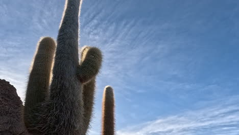 Backlit-prickly-sharp-cactus-on-dry-rocky-slope-above-salt-flat