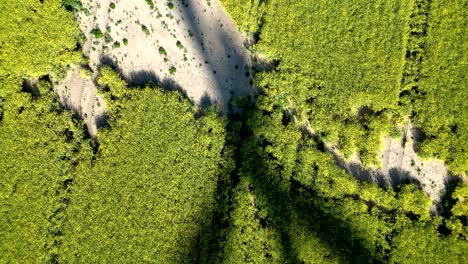 Vista-De-Las-Sombras-De-Las-Palas-De-Las-Turbinas-Eólicas-En-Un-Campo-De-Colza,-Fuentes-De-Energía-Renovables