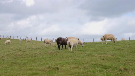 Rebaño-De-Ovejas-Pastando-En-Pastos-Verdes-En-El-Paisaje-De-Gales,-Reino-Unido,-Cámara-Lenta