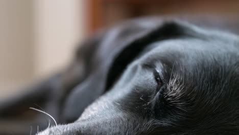 The-eyes-of-a-senior-black-dog-in-a-deep-sleep-on-the-floor