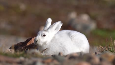 Liebre-ártica,-Conejo-Blanco-Salvaje-En-El-Paisaje-De-Groenlandia,-Dinamarca-En-El-Soleado-Día-De-Primavera,-De-Cerca