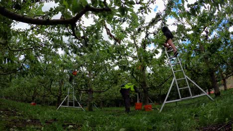 Worker-harvesting-red-cherries-of-trees-on-orchard-during-sunny-day