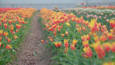 Yellow-and-red-tulips-in-a-tulip-field,-establisher-blurred-background