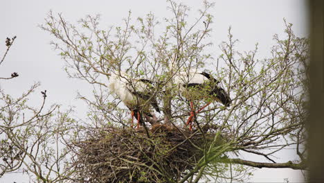 Paar-Weißstörche-Thront-Im-Vogelnest-Aus-Zweigen-In-Der-Baumkrone