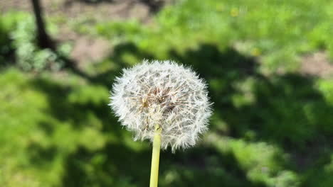 Araña-Arrastrándose-Sobre-Una-Flor-De-Diente-De-León