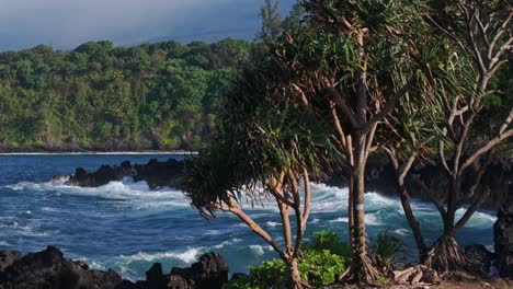 Slider-shot-of-green-trees-by-sea-shore-in-evening-sunlight-at-Hawaii