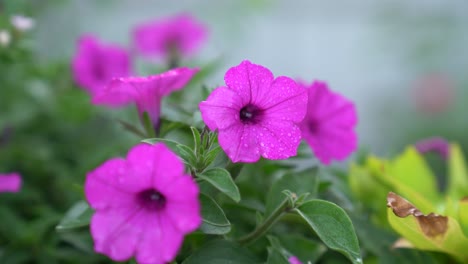 Vista-De-Flores-De-Petunia-Después-De-La-Lluvia.