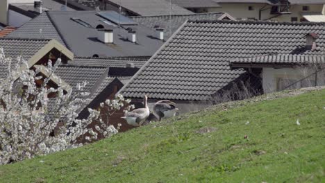 Zwei-Gänse-Auf-Einem-Feld-Mit-Blick-Auf-Das-Dorf-Caldonazzo,-Valsugana,-Trentino,-Italien-An-Einem-Schönen-Und-Sonnigen-Tag-Im-Frühen-Frühling