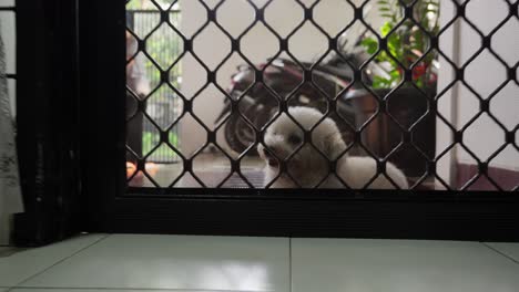 Toy-poodle-looking-through-a-mesh-screen-door-from-the-outside