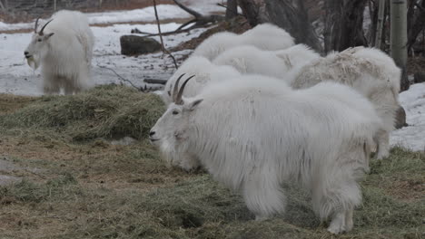 Mountain-Goats-In-Yukon,-Canada---Wide-Shot