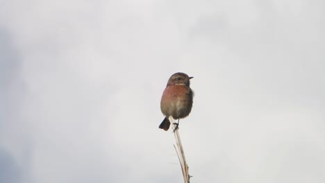 Weibliche-Schwarzkehlchen,-Saxicola-Rubicola,-Thront-Auf-Zweig