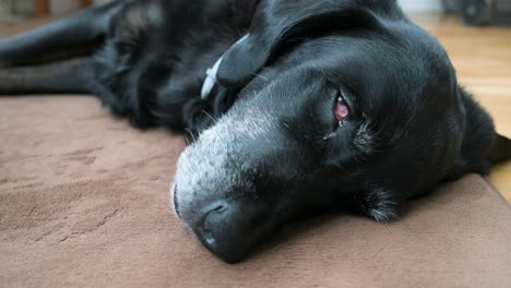 Ein-Schlafender-älterer-Schwarzer-Hund,-Der-Auf-Dem-Boden-Eines-Hauses-Liegt