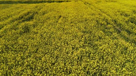 Expansive-rapeseed-field-in-full-bloom-on-a-sunny-day,-aerial-view