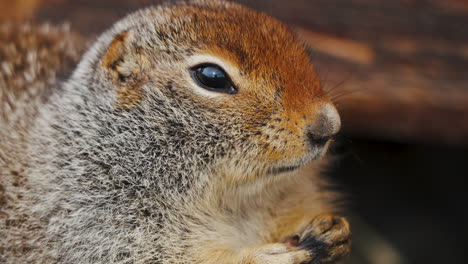 Ardilla-Terrestre-ártica-Comiendo-Su-Comida-En-Yukon,-Canadá---Primer-Plano