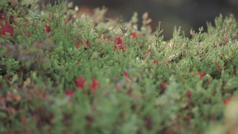 Miniature-plants,-shrubs,-grass,-and-lichen-in-the-autumn-tundra-undergrowth-Slow-motion-parallax-video,-bokeh-background