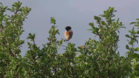 A-male-Stonechat,-Saxicola-rubicola,-perched-from-the-top-of-a-bush-while-it-calls