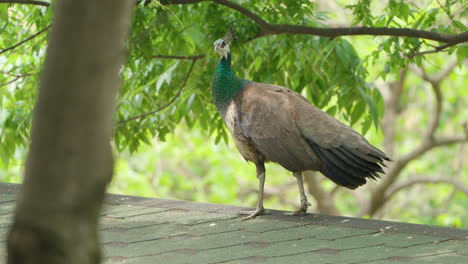 Female-Indian-Peafowl-Walking-on-Roof-Under-Tree-in-Spring