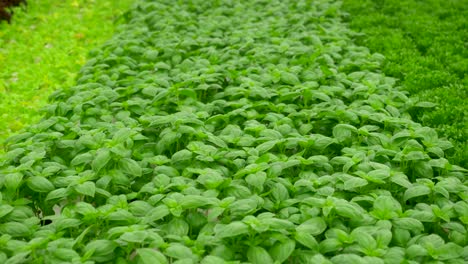 Green-leafy-Basil-plants-in-an-Hydroponic-growing-setting