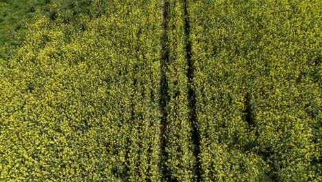 Ein-Riesiges-Gelbes-Blumenfeld-Mit-Sichtbaren-Spuren,-Luftaufnahme