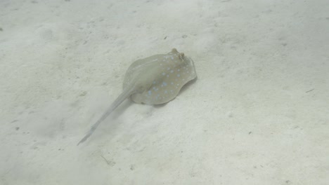 Blue-spotted-stingray-moving-over-the-sandy-ocean-bottom-in-4k